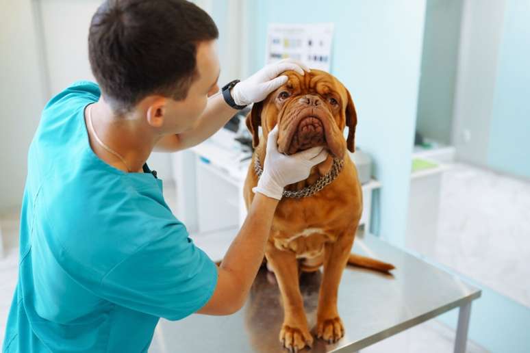 Consultas regulares com o veterin&aacute;rio s&atilde;o essenciais para garantir o bem-estar do dogue de bordeaux 