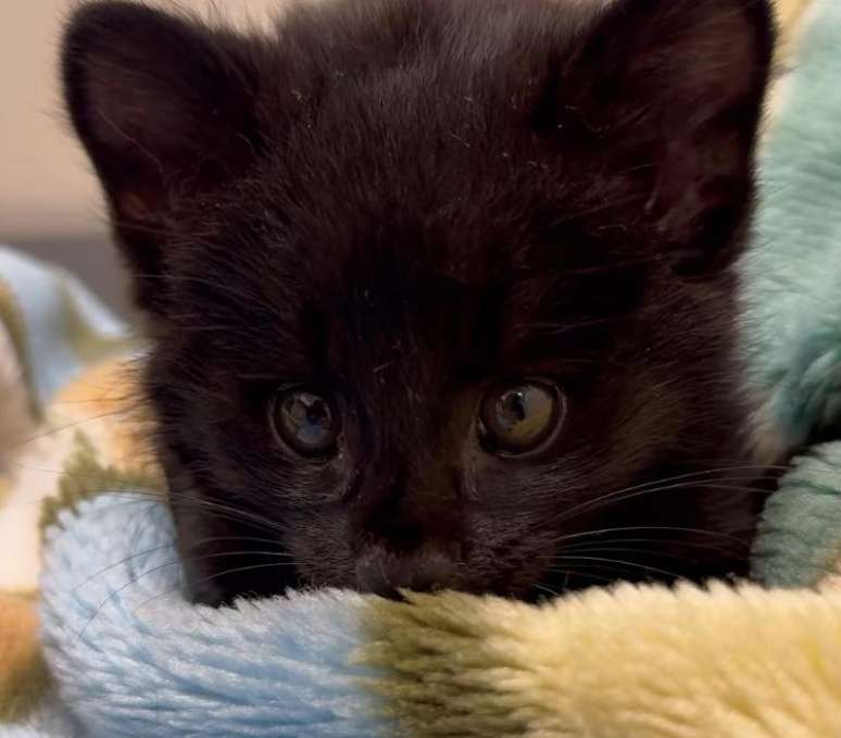 Filhote raro de gato-do-mato melânico é resgatado em SC