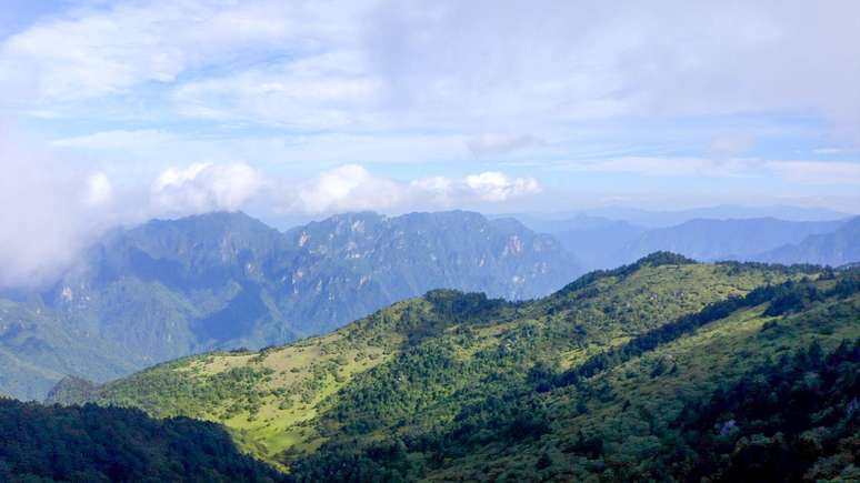 Os macacos-dourados-de-nariz-arrebitado vivem nas montanhas de Shennongjia, no centro da China