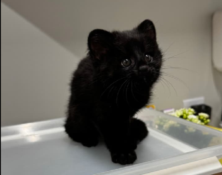 Filhote raro de gato-do-mato melânico é resgatado em SC