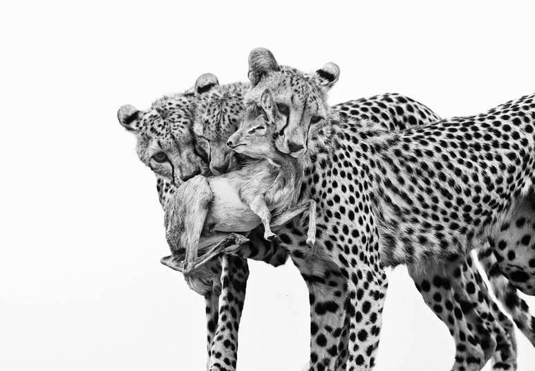 Li&ccedil;&otilde;es Mortais mostra filhotes de guepardo ca&ccedil;ando um dik-dik