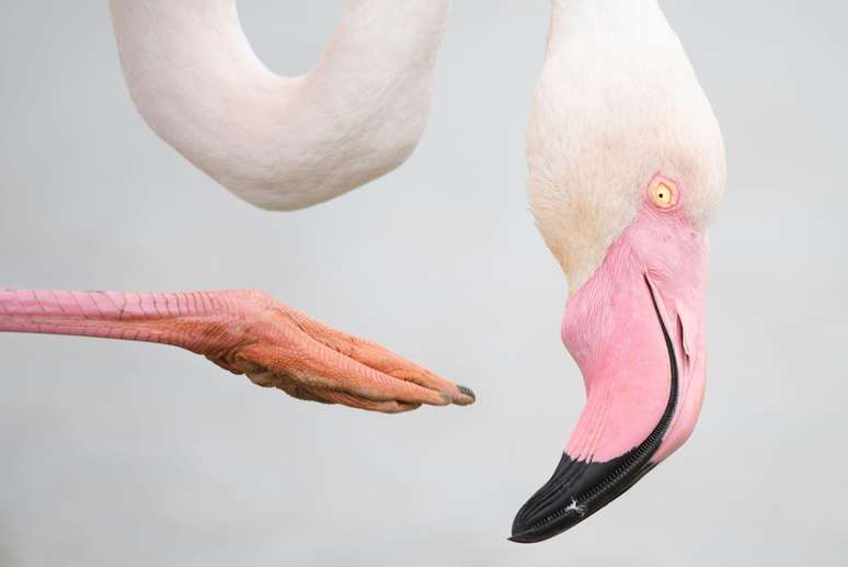 Pose Rosa mostra um flamingo co&ccedil;ando a cabe&ccedil;a com uma das pernas