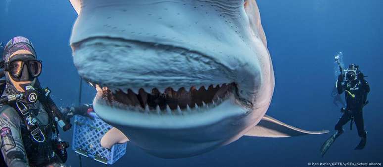 Mergulhadores na Flórida, EUA, alimentam tubarão; feras do mar podem estar com dentes ameaçados 