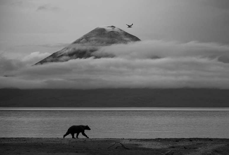 Ess&ecirc;ncia da Kamchatka mostra um urso caminhando sozinho &agrave;s margens do Rio Kurile