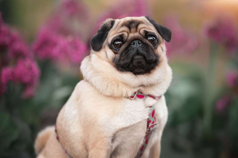 7 important treatments with Brachicefalic dogs 7 important treatments with Brachicefalic dogs