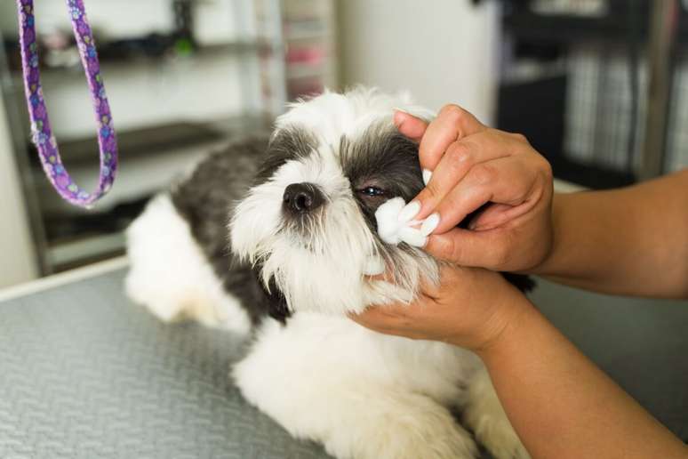 The eyes of Brachicefalic dogs require special care The eyes of Brachicefalic dogs require special care