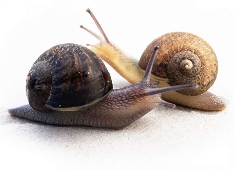 Ned é um caramujo com a concha em sentido anti-horário, que acontece em apenas 1 a cada 40 mil