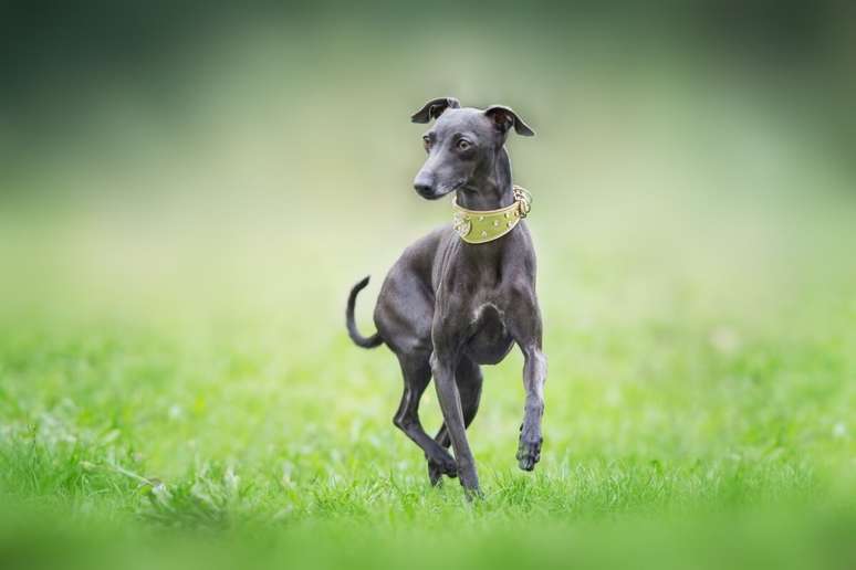 The Italian Galgo is very active and fast The Italian Galgo is very active and fast