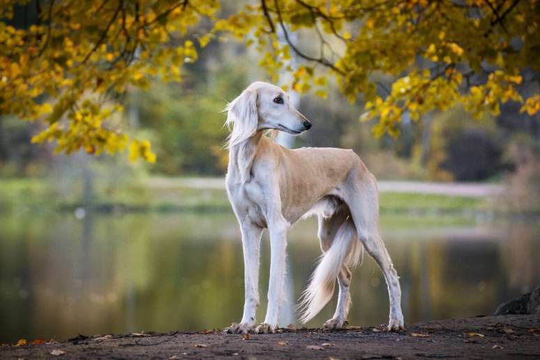 Saluki is reserved, refined and kind Saluki is reserved, refined and kind