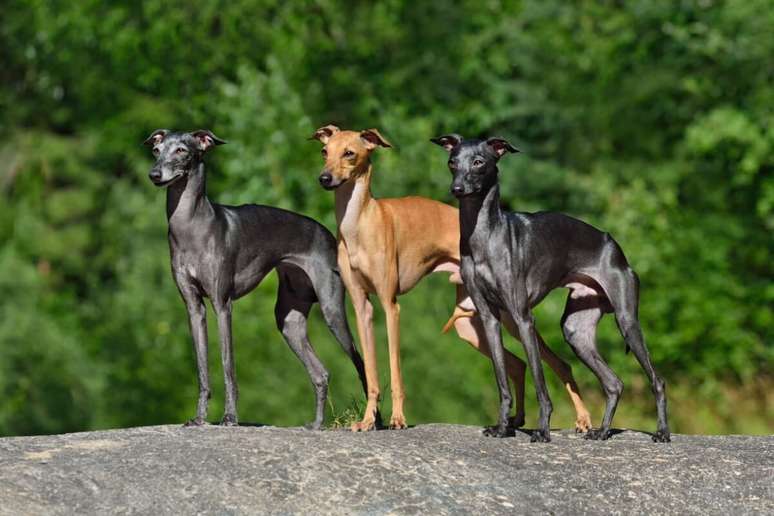 7 Grupo Dog Grupo Razze