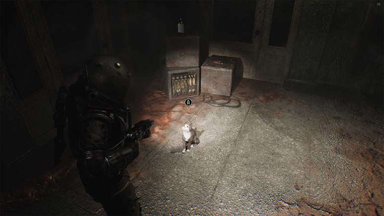 Gatos fornecem recompensas valiosas ao serem resgatados