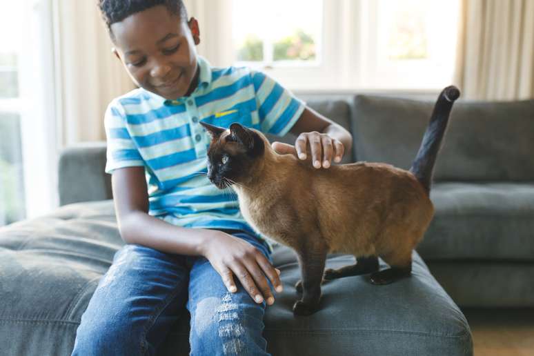 Are cats really cold? The truth about the emotional behavior of felines Are cats really cold? The truth about the emotional behavior of felines