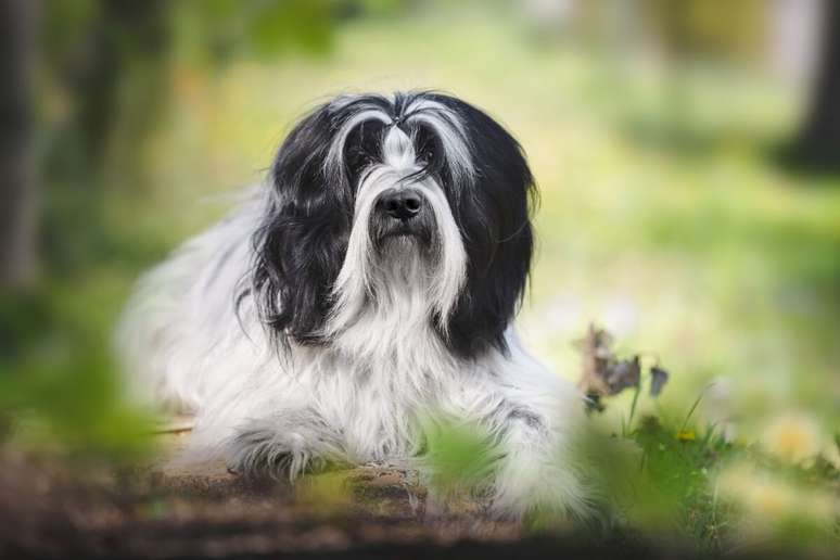 4 Features of the Tibetan Terrier dog