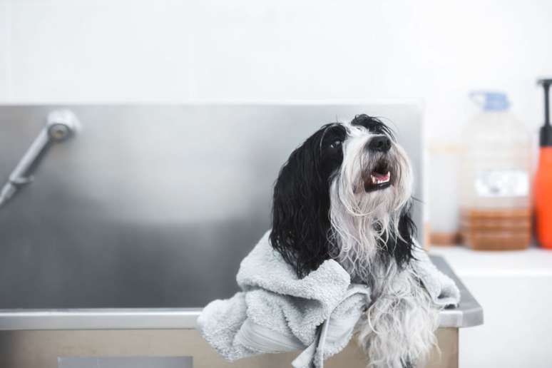 The Tibetan terrier dog needs regular bathrooms and inspections in the ears, eyes and legs The Tibetan terrier dog needs regular bathrooms and inspections in the ears, eyes and legs