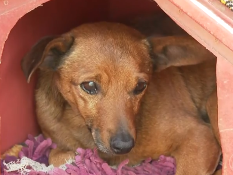 Nick caminhou 12 quil&ocirc;metros para vel&oacute;rio de tutor em MG