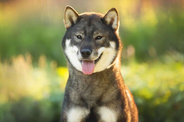 O shikoku ken &eacute; um c&atilde;o inteligente e corajoso 