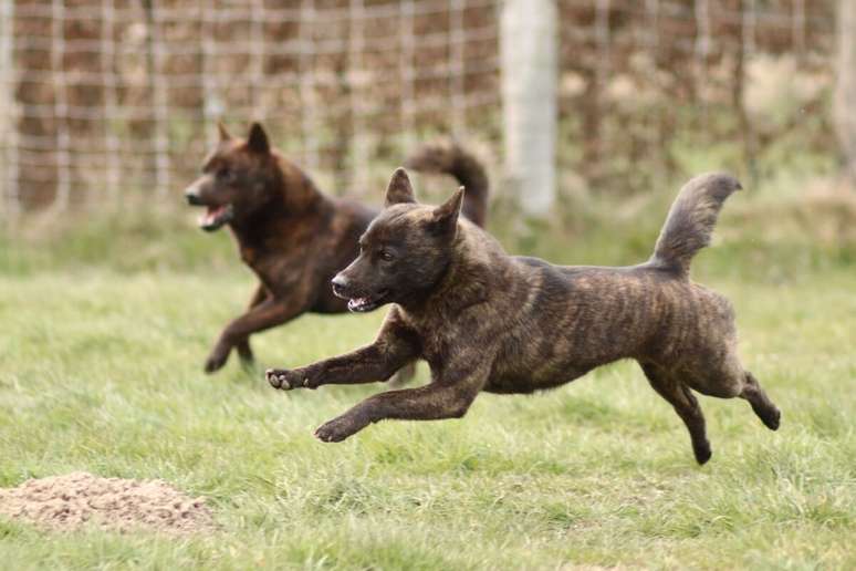 O kai ken &eacute; uma ra&ccedil;a rara e antiga, apelidada de &ldquo;tigre japon&ecirc;s&rdquo; 