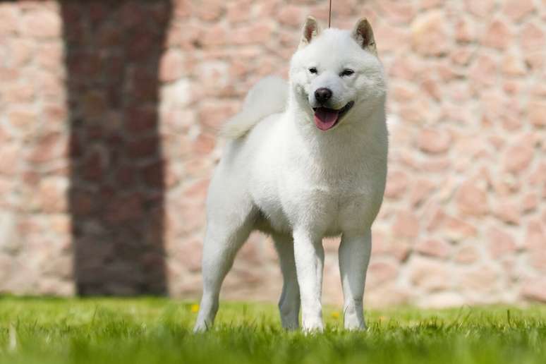 O hokkaido inu &eacute; uma das ra&ccedil;as mais resistentes ao frio 