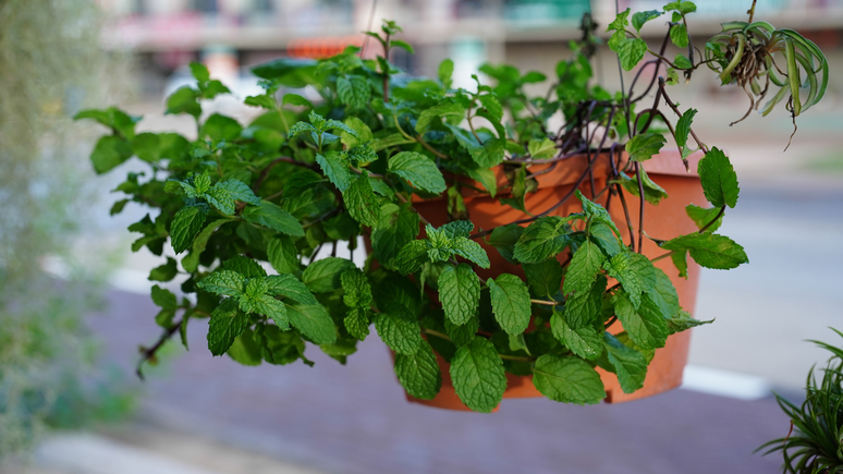 These 5 plants help to avoid insects from your home; Take a look at which they are