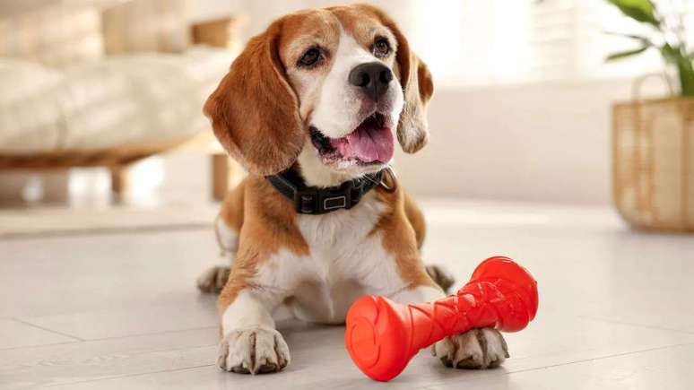 Ansiedade de separação: como lidar com pets que não ficam sozinhos