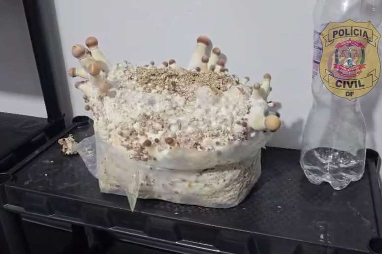 Cogumelos eram produzidos em grandes quantidades em galp&atilde;o no Paran&aacute;