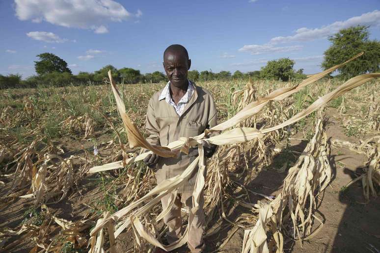 Um agricultor em um campo segura um p&eacute; de milho seco.