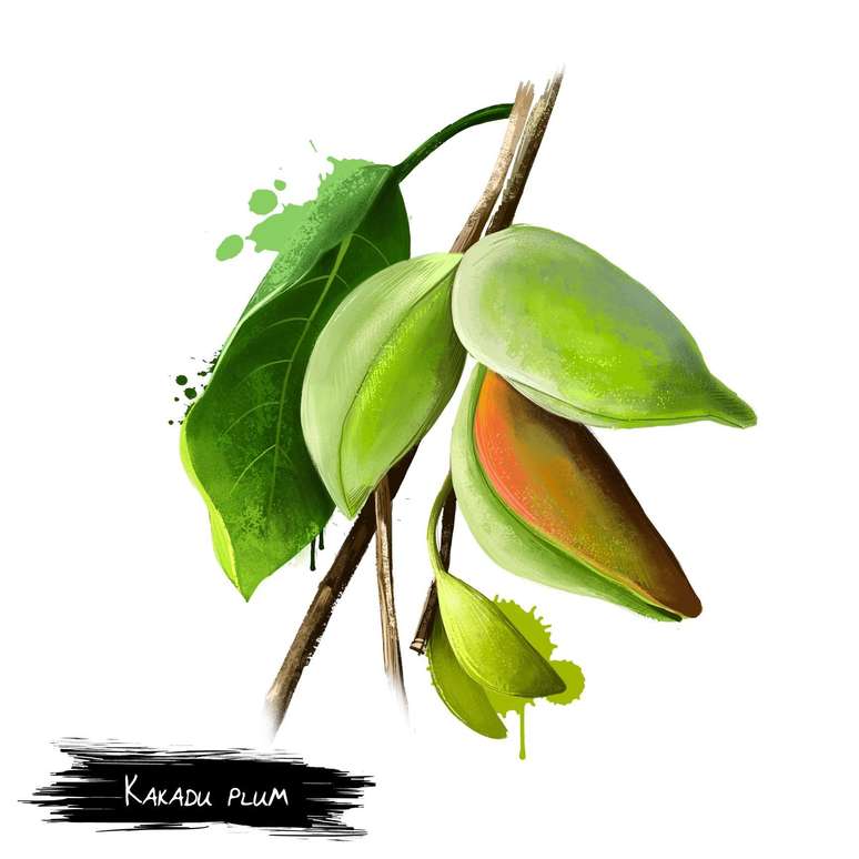 A ameixa kakadu &eacute; um tesouro ancestral dos povos abor&iacute;genes australianos e a fruta com maior teor de vitamina C do mundo