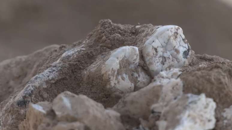 The 1.8 million years jaw could be the oldest test of humanity so far