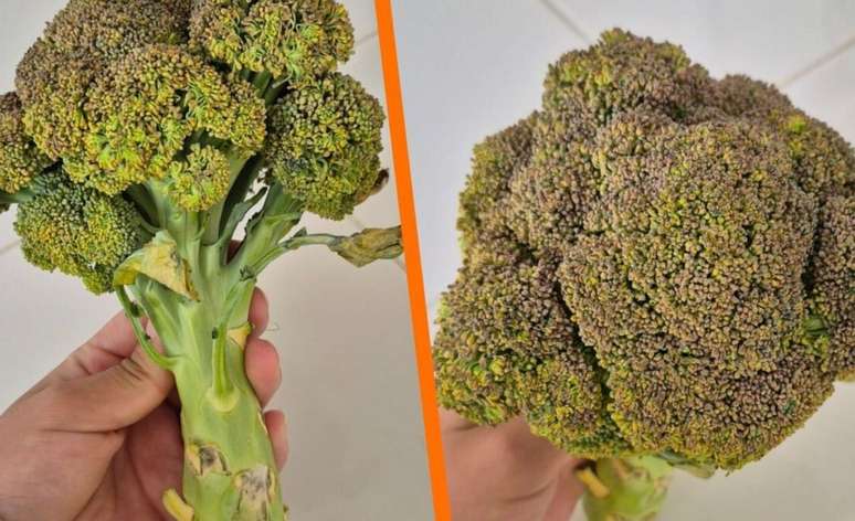 Can I eat broccoli when it becomes yellow? See what experts say