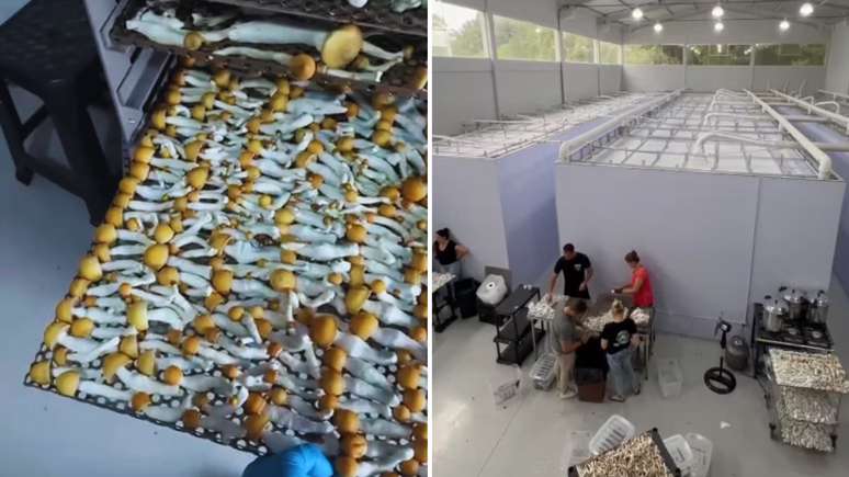 Opera&ccedil;&atilde;o apreendeu cogumelos em galp&atilde;o no Paran&aacute;