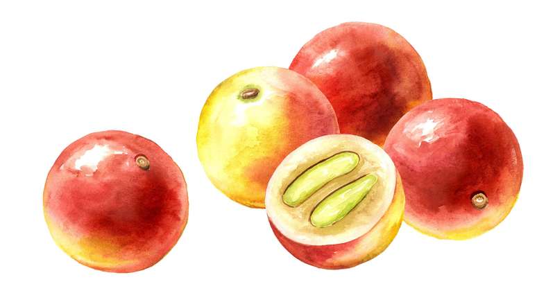 &Aacute;cido, mas eficaz: o camu-camu &eacute; utilizado por comunidades ind&iacute;genas como medicina natural, muito antes de ser reconhecido fora da Amaz&ocirc;nia