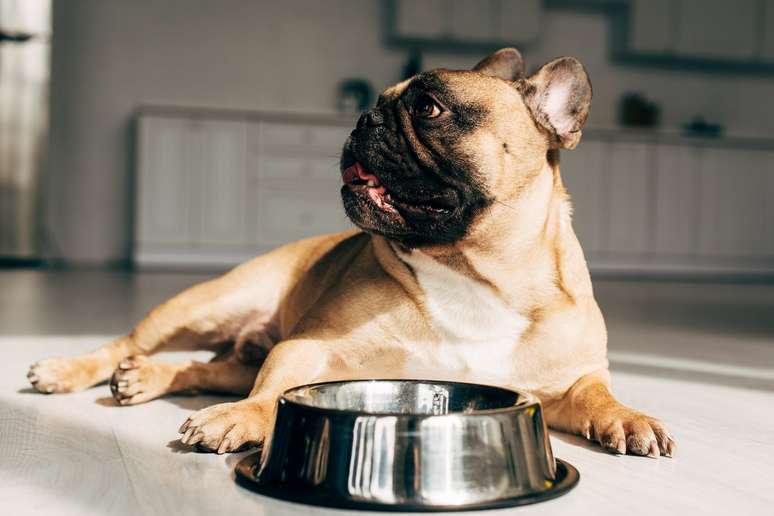 Dog’s Feeder: see the ranking of the best type at least indicated Dog’s Feeder: see the ranking of the best type at least indicated