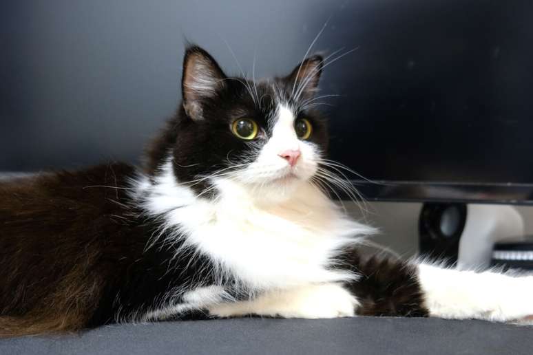 4 Features of the Ragamuffin cat