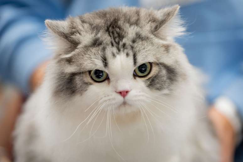 Ragamuffin's cat needs weekly brushes to remove loose hair and keep the coat always clean and soft Ragamuffin's cat needs weekly brushes to remove loose hair and keep the coat always clean and soft