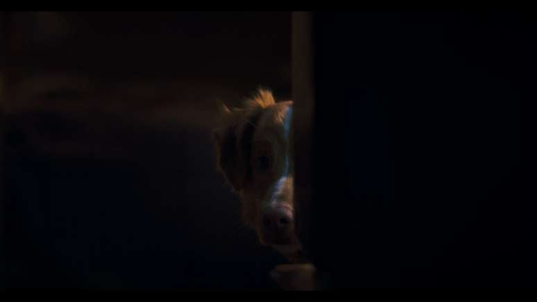 'Bom Menino', terror na perspectiva de um cachorro, ganha data de estreia no Brasil (Divulga&ccedil;&atilde;o/Paris Filmes)