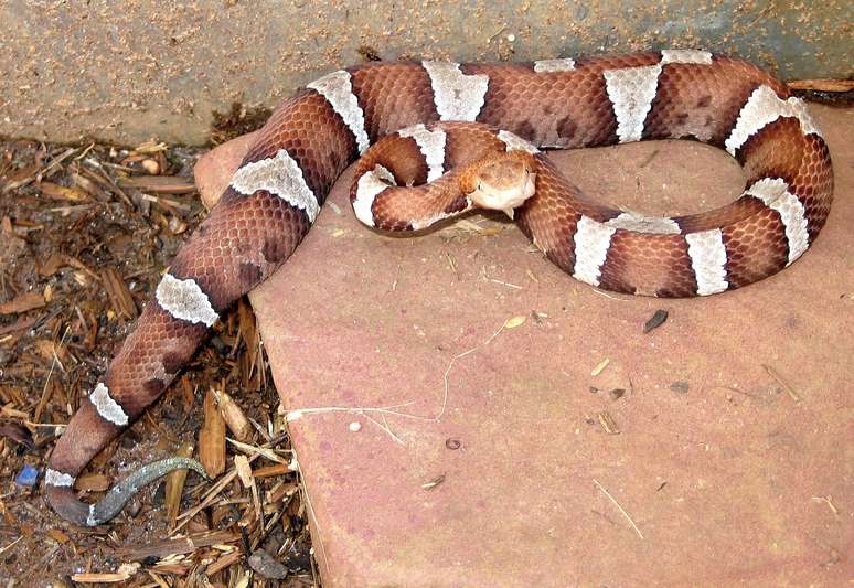 The child is hit by the snake in kindergarten and parents accuse the school of not calling the emergency