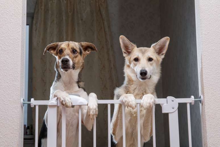 8 tips to leave the house safe for the animal
