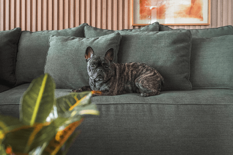 6 tips for the choice of domestic fabrics resistant with pets
