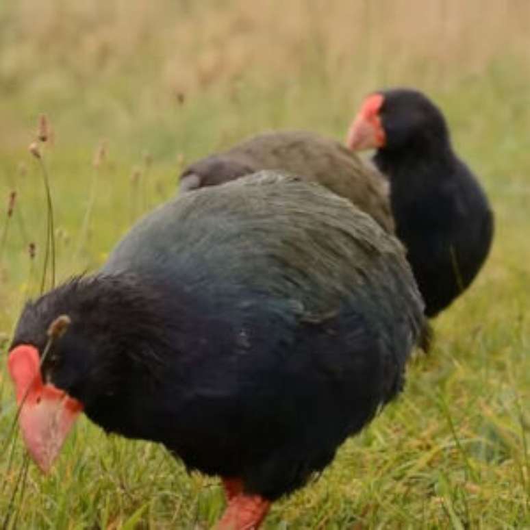 Ave considerada extinta ressurge.