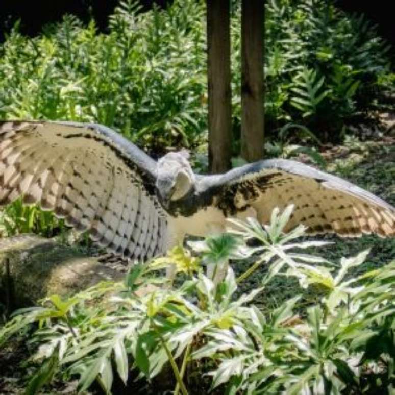Maior águia do mundo ressurge com ninho descoberto no Pantanal.