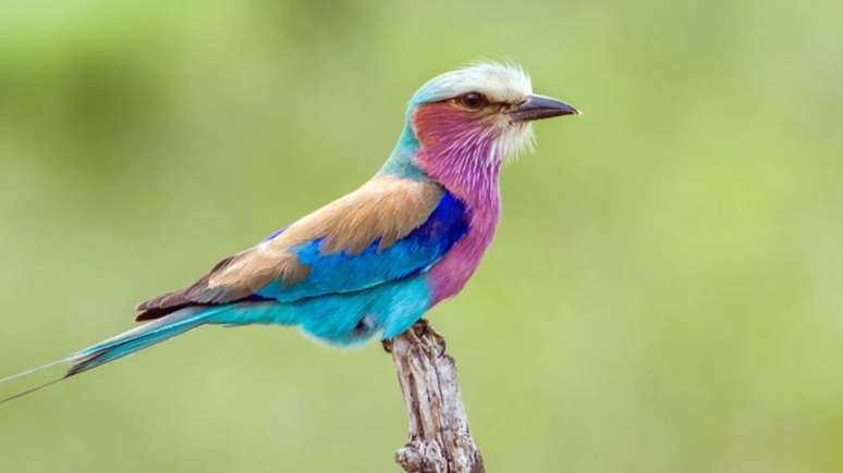 The photographer records an image of rare birds with eight different colors; Know the invoice shot