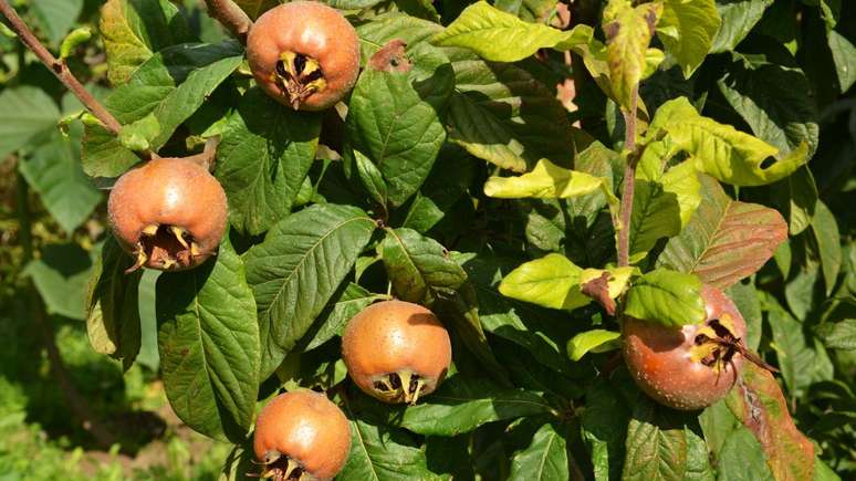 Little known, fruit from Asia is able to regenerate the liver; Know more