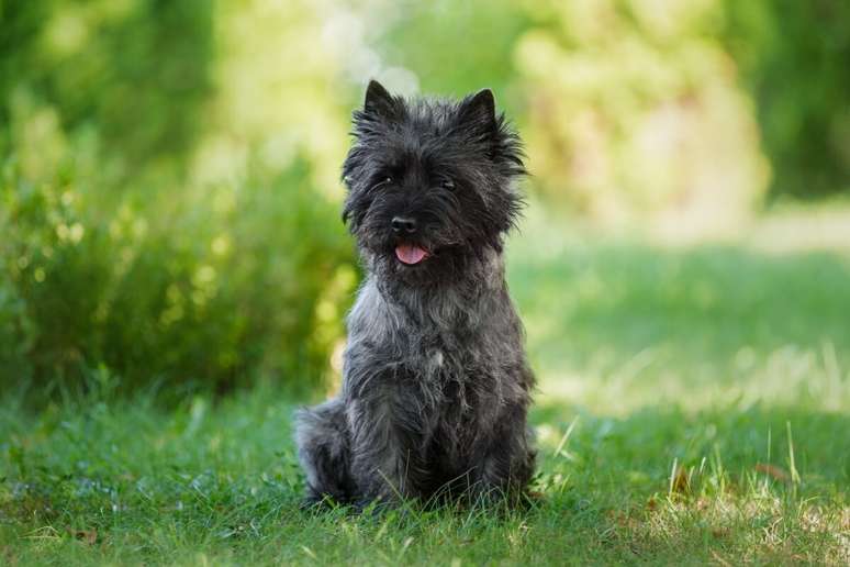 Cairn Terrier is an active dog and needs a balanced and balanced diet Cairn Terrier is an active dog and needs a balanced and balanced diet