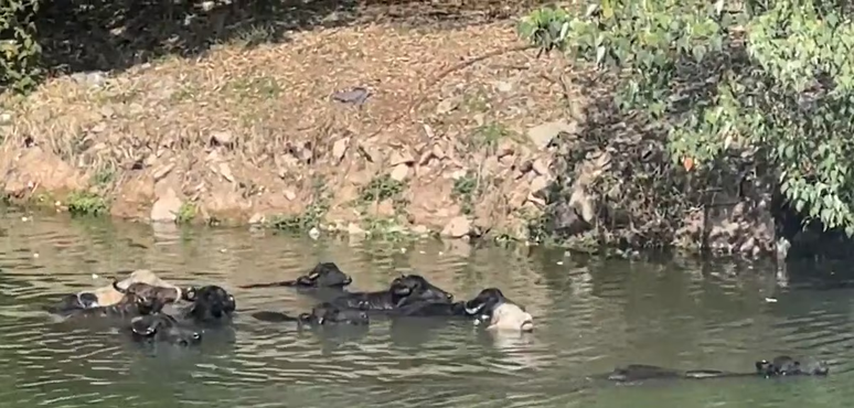 Buffalos are surprised to take a shower on the Pinheiros river, in San Paolo