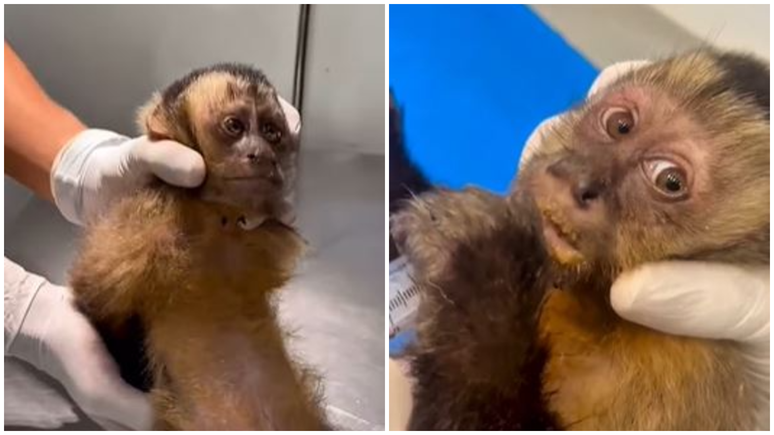 Macaca é encontrada baleada no Rio de Janeiro