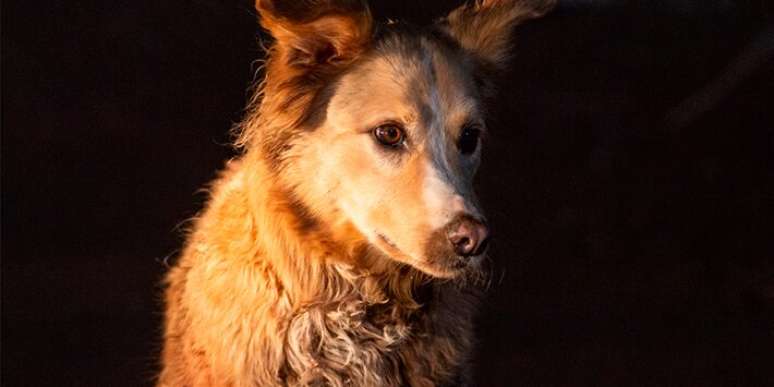 The dog pays for food with leaves and goes viral; the gesture moves Internet users The dog pays for food with leaves and goes viral; the gesture moves Internet users