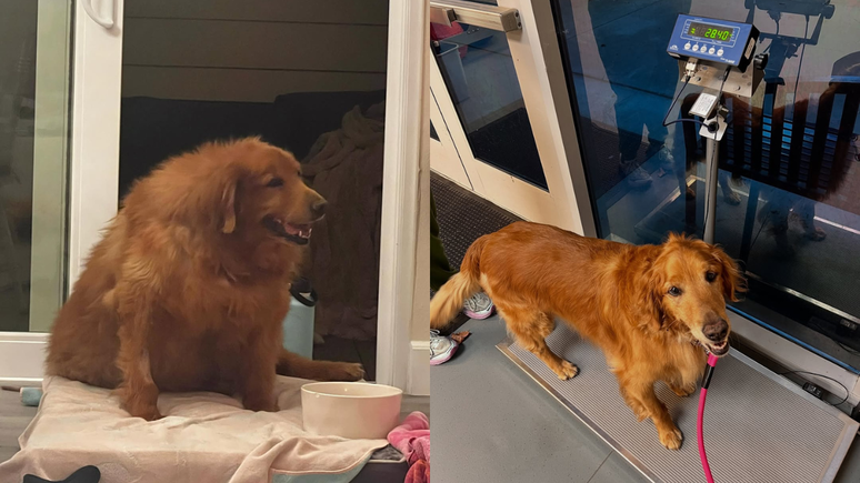 Antes do longo processo de recuperação, a cachorra, que também sofria de hipotireoidismo, pesava 57 kg e se movimentava com dificuldade