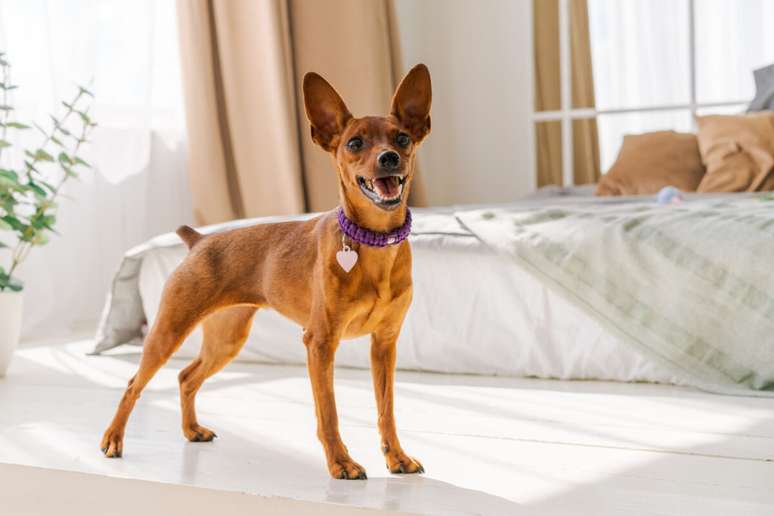 Pinscher is a great dog for the apartment 
