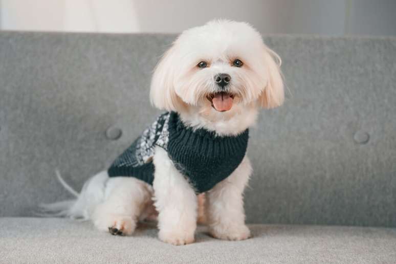 Certas raças de cachorro são conhecidas por preservar a expressão doce e a aparência de filhote, independentemente da idade