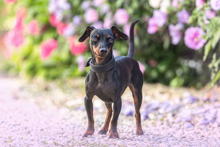 14 Curiosity about the Pinscher dog